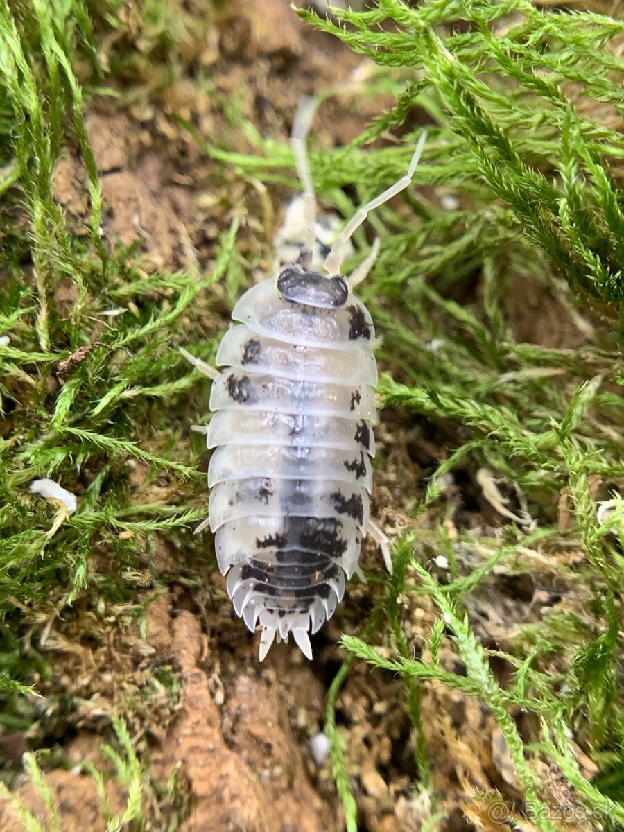 Isopod / Isopody