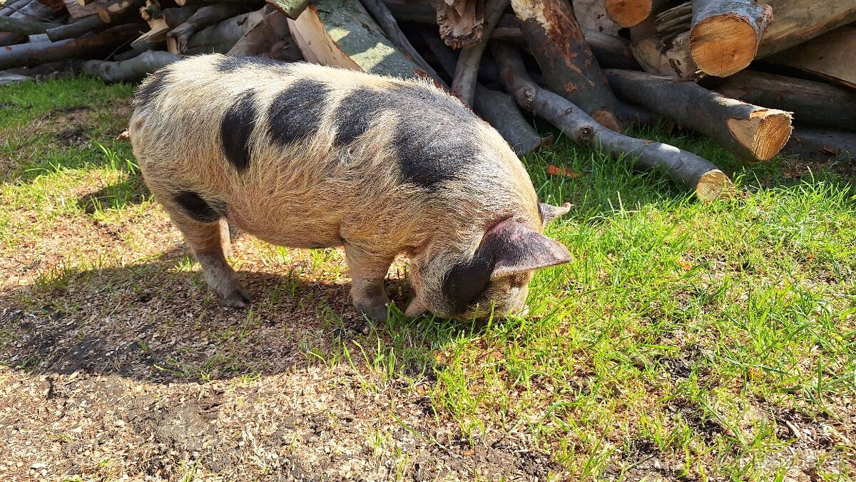 Kune kune