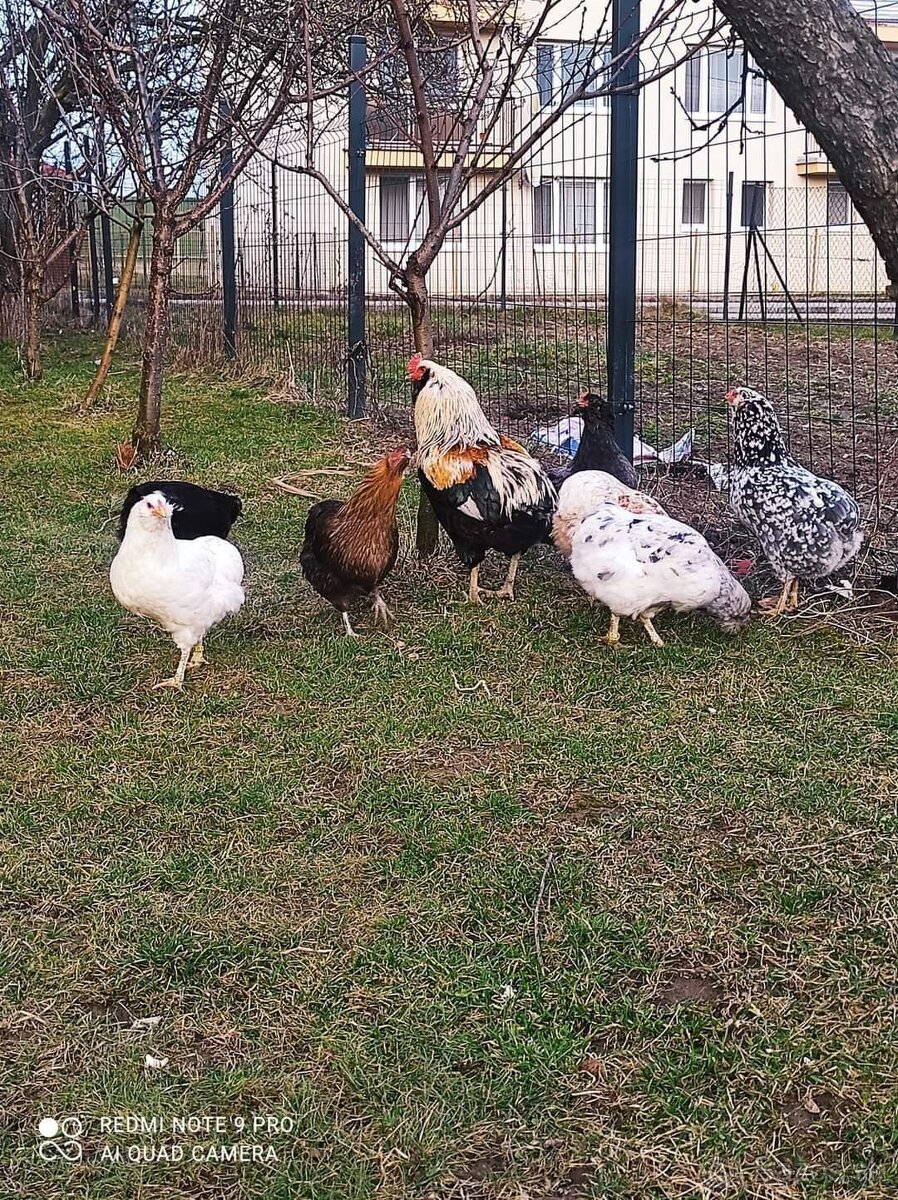 Araucana nasadove vajcia