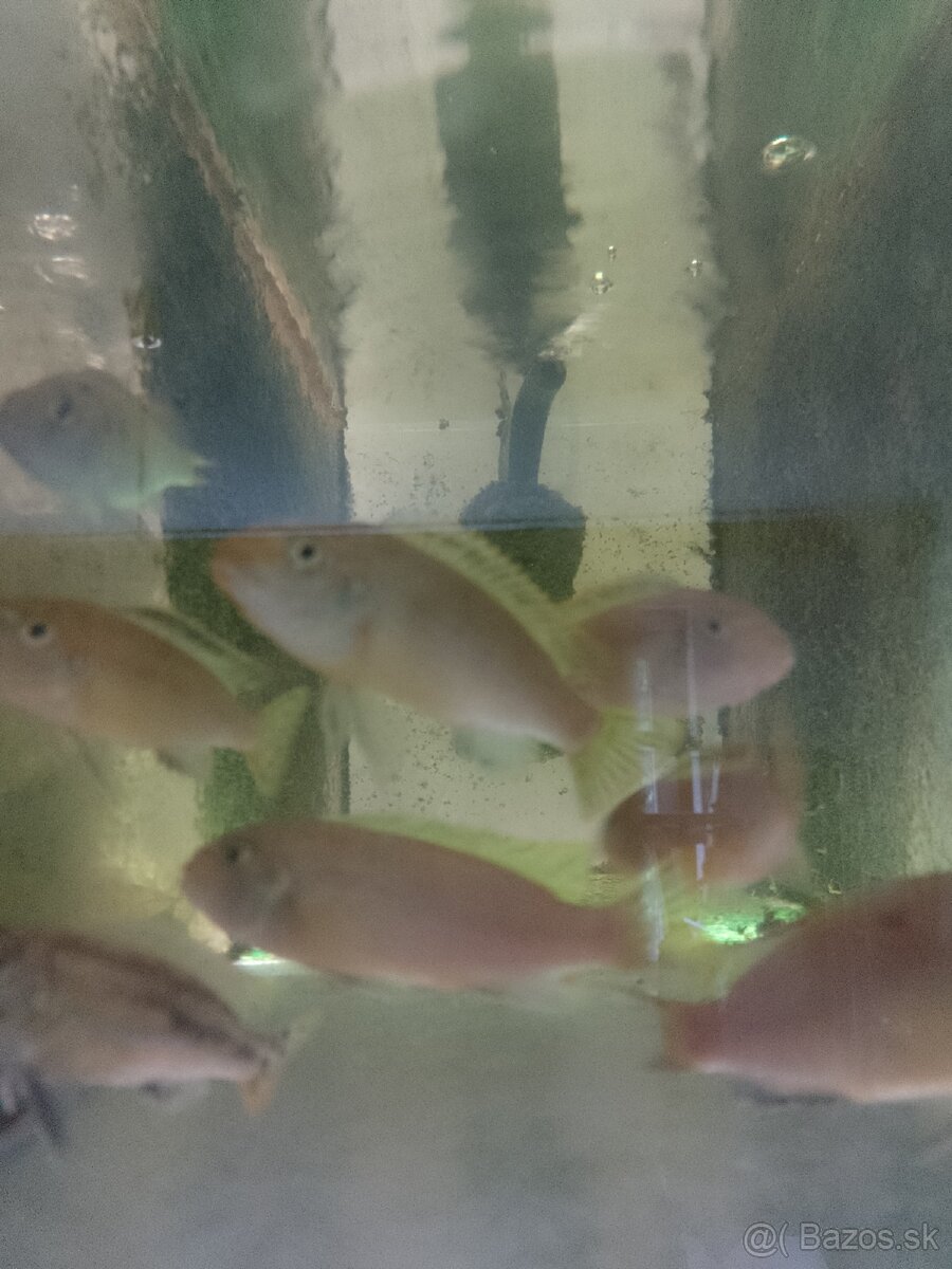 Africké cichlidy.