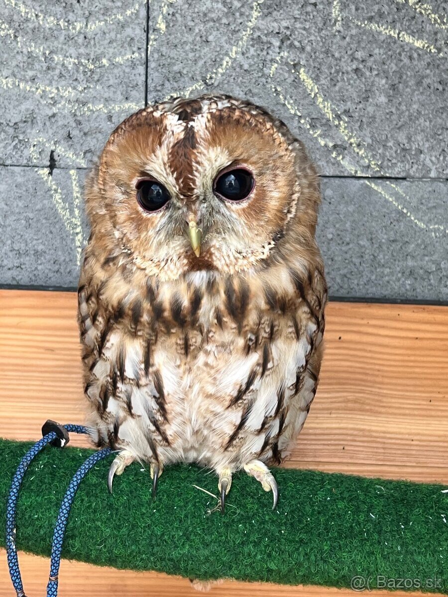Strix aluco , Sova obyčajná (hnedá)