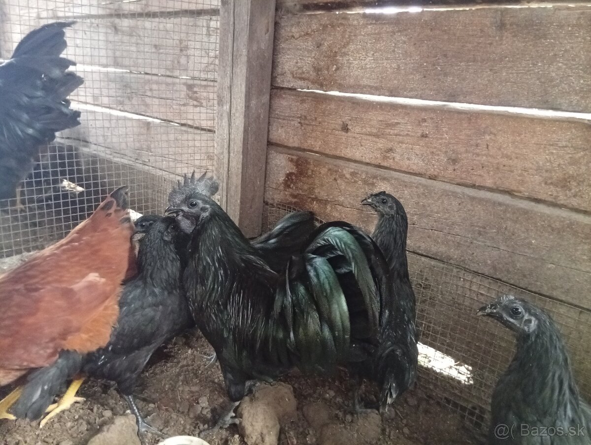 Kohút ayam cemani