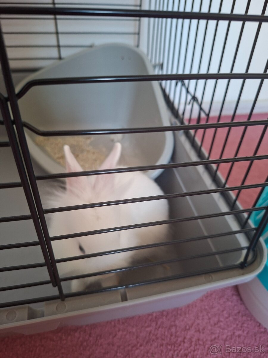 Zakrsly králik levík s modrými očkami