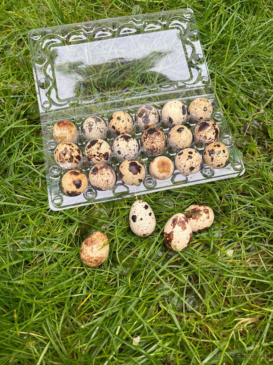 Prepeličie vajíčka