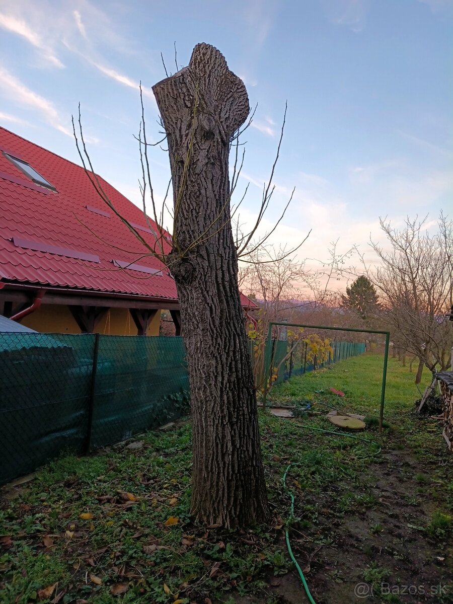 Predám orechové drevo gulatinu