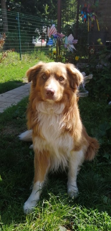 Border Kólia pes na krytie