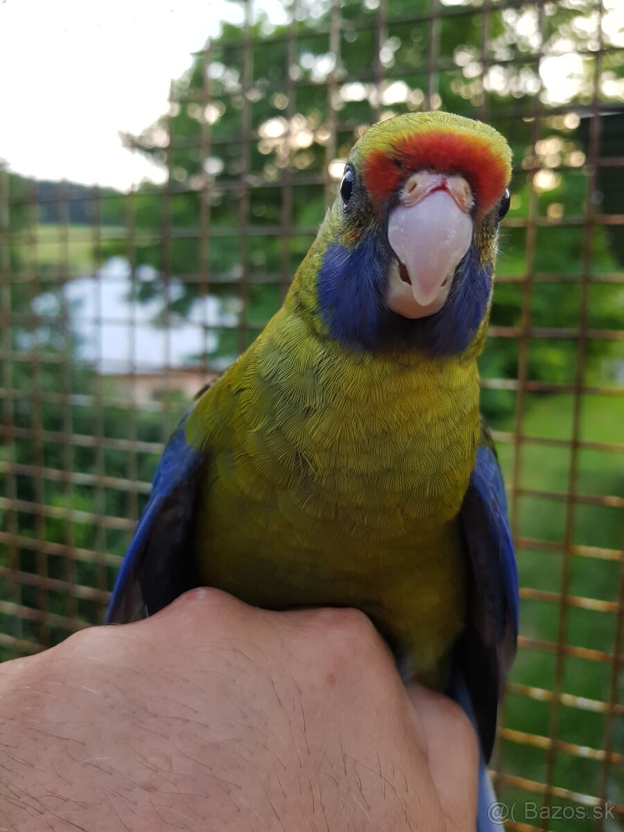 Rozela