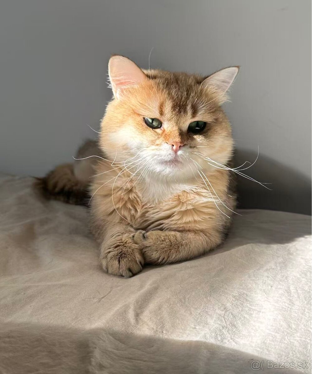 Golden Shaded BSH