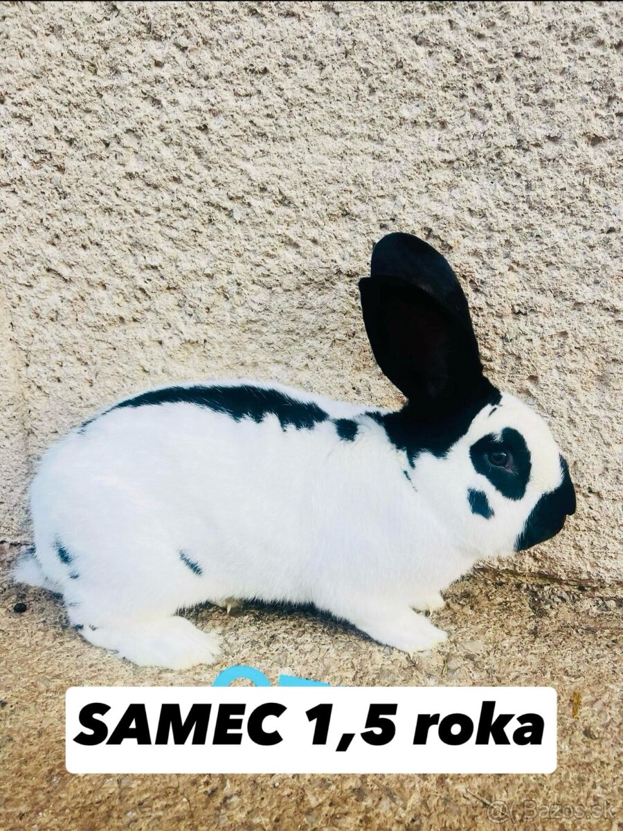 PREDÁM chovného samca NEMECKY OBROVITÝ STRAKAC