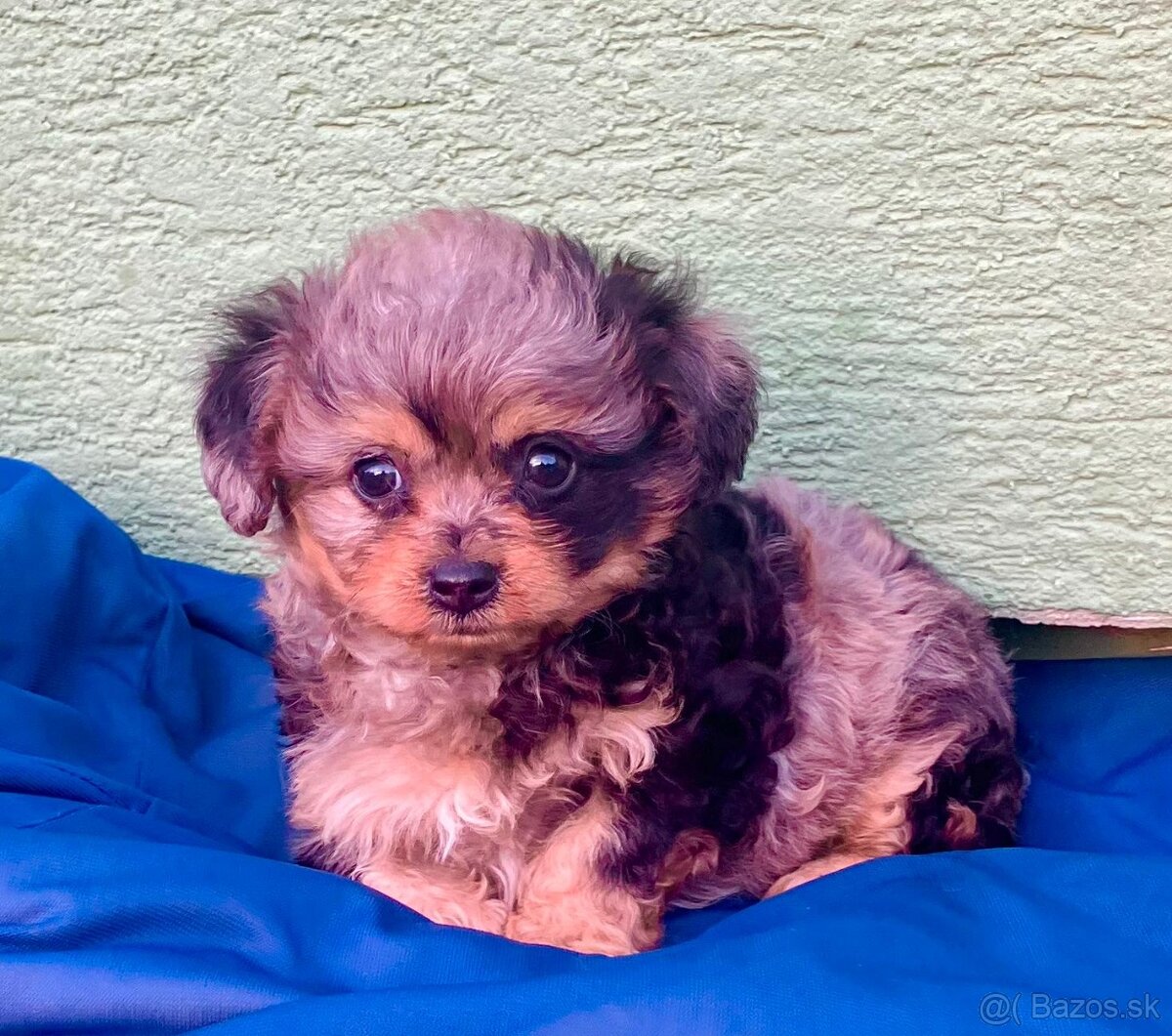 Maltipoo