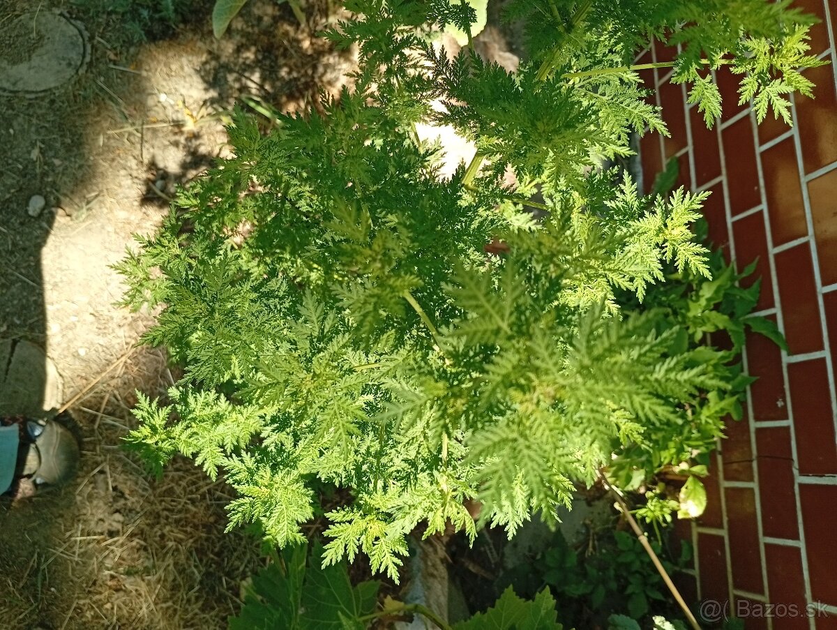 Artemisia Annua Palina ročná