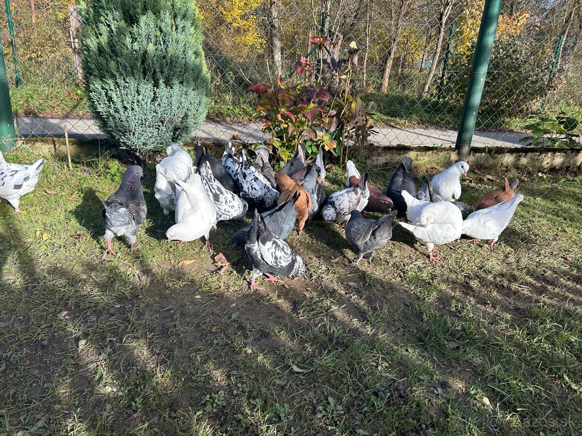 Predam holuby - americký king