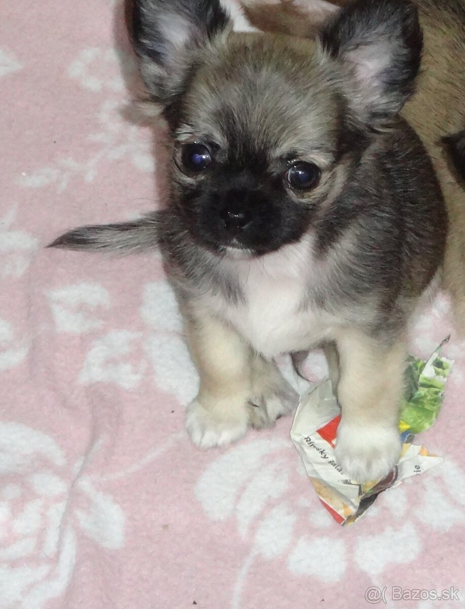 čivava krátkosrstá,dlhosrstá