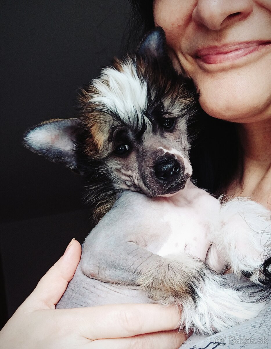 Čínský chocholatý pes