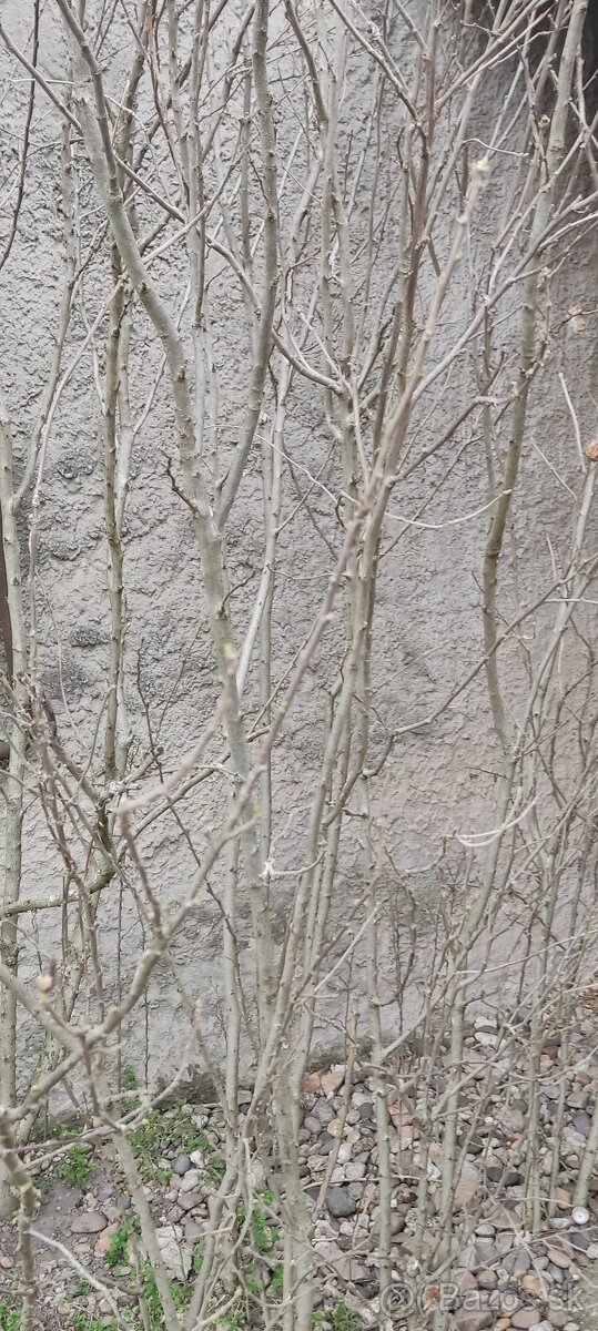Predám ibištek cca .2.5-3 m