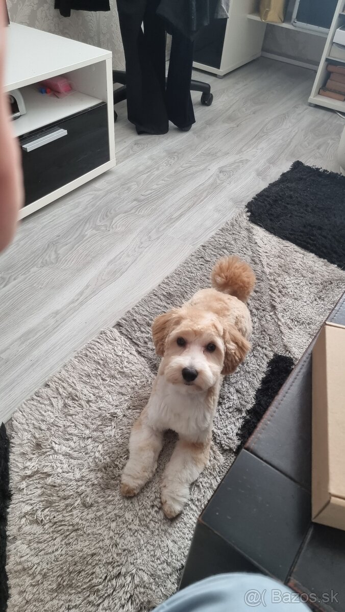 Ponúkam na krytie Maltipoo