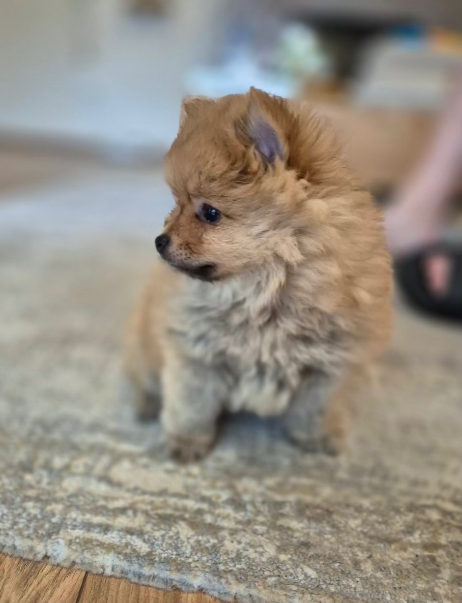 Nemecký špic- pomeranian