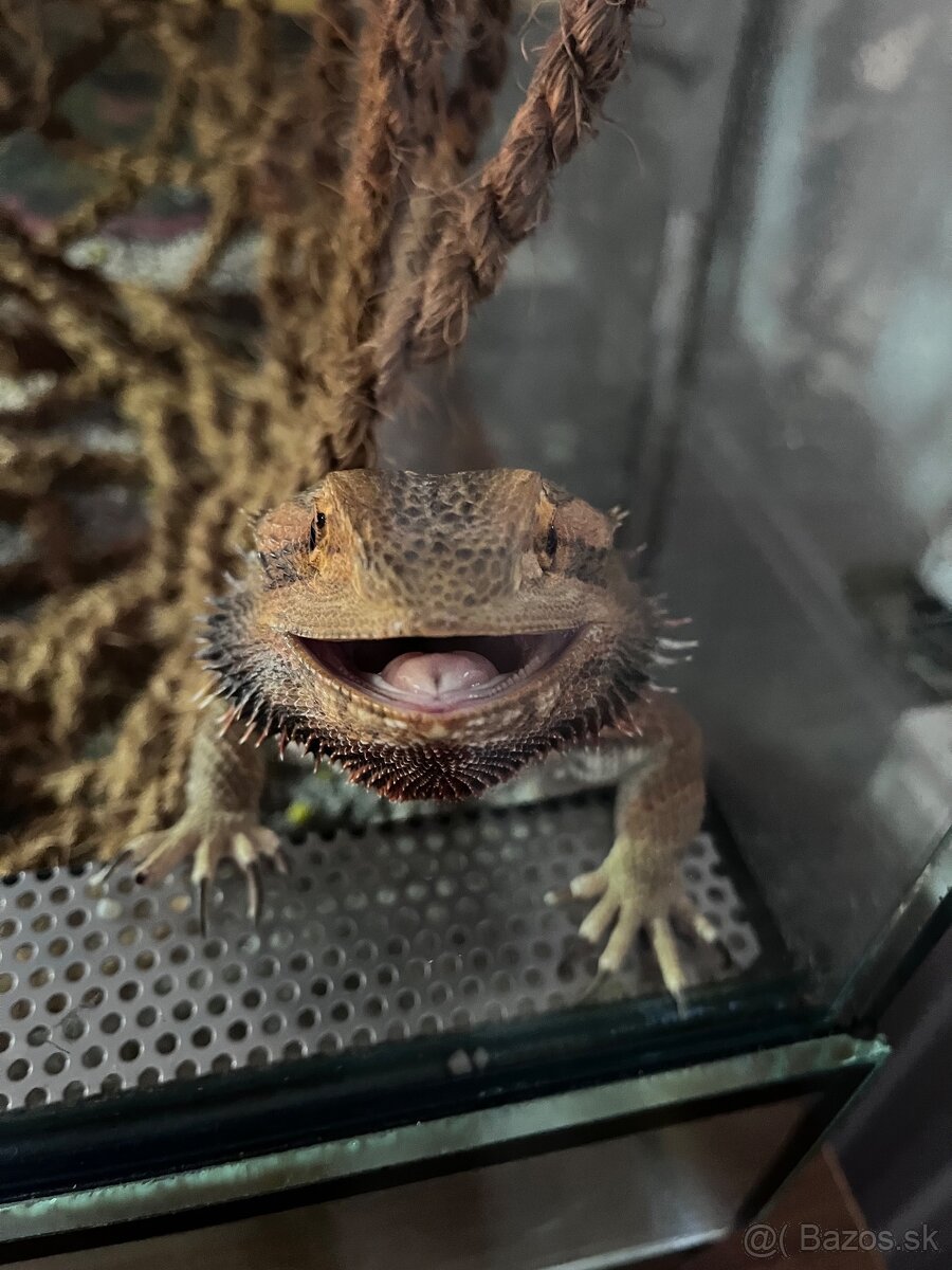 Agama Bradata