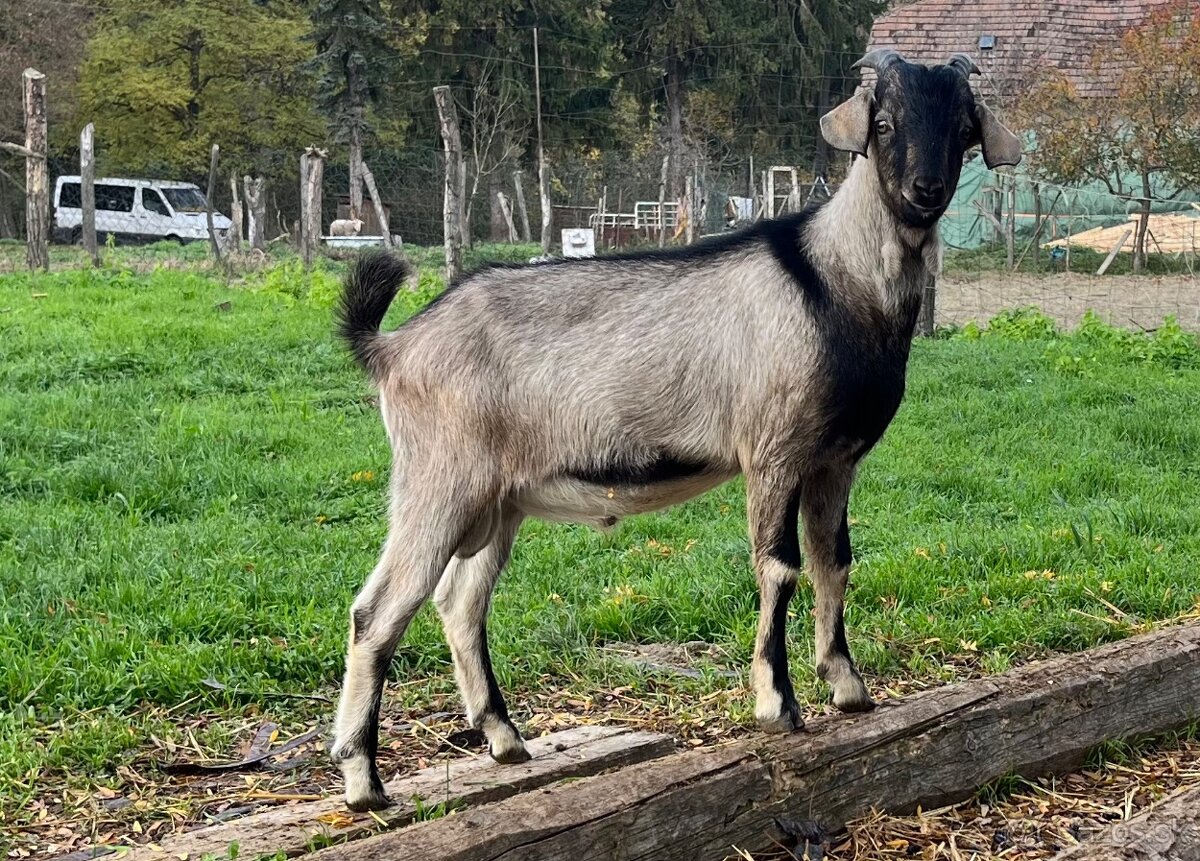 Podielový AN cap