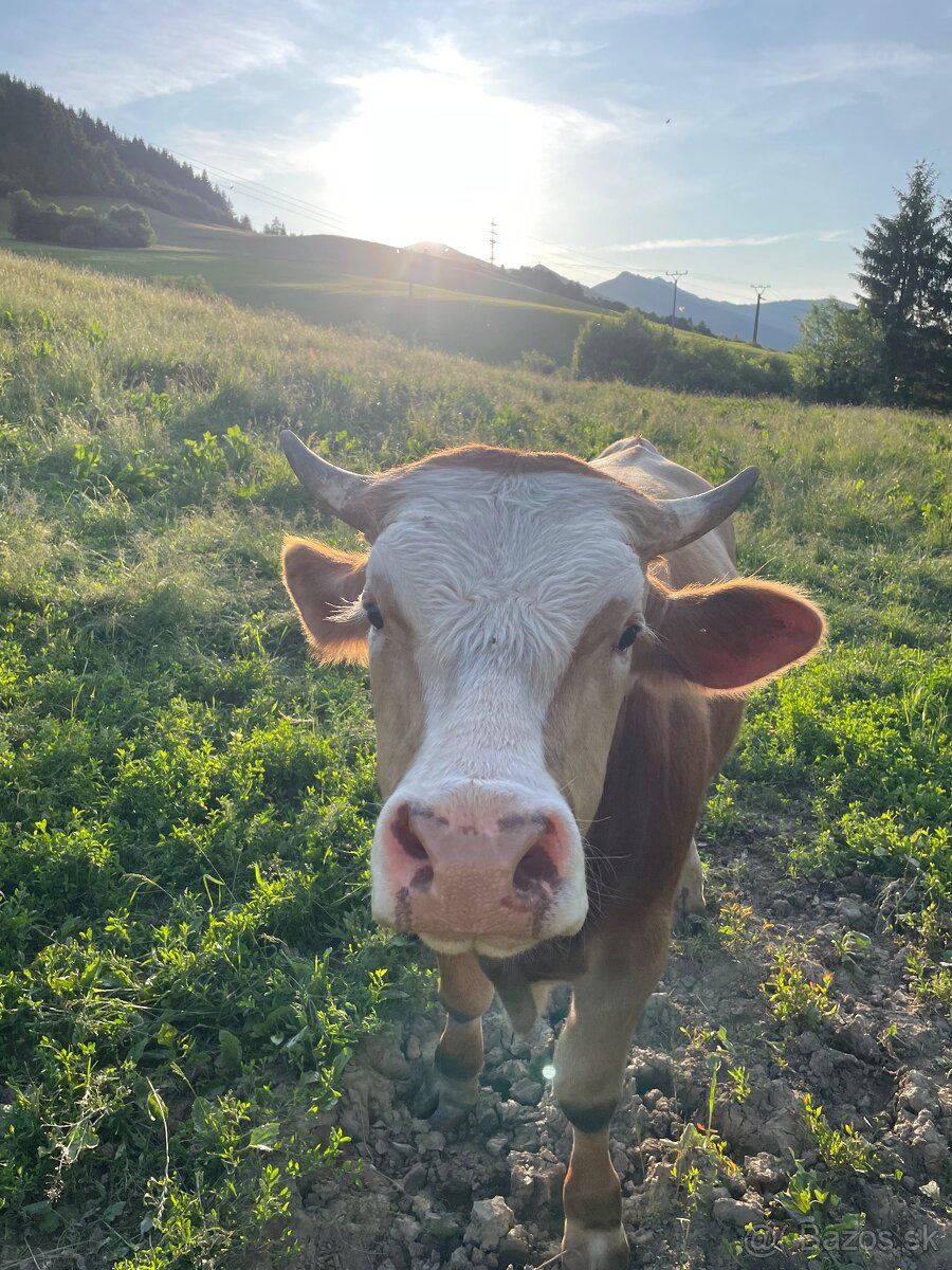 Predám ročného býka