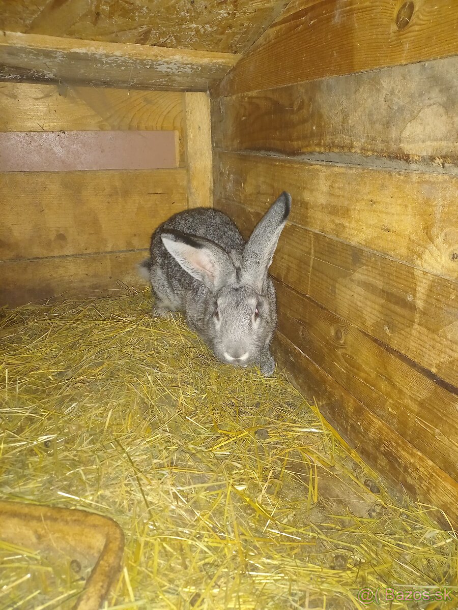 Cincila velka