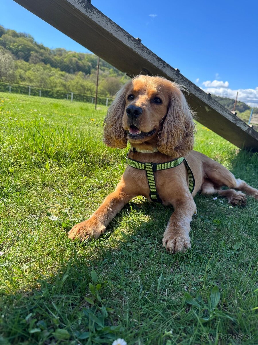 Krytie anglický kokerspaniel