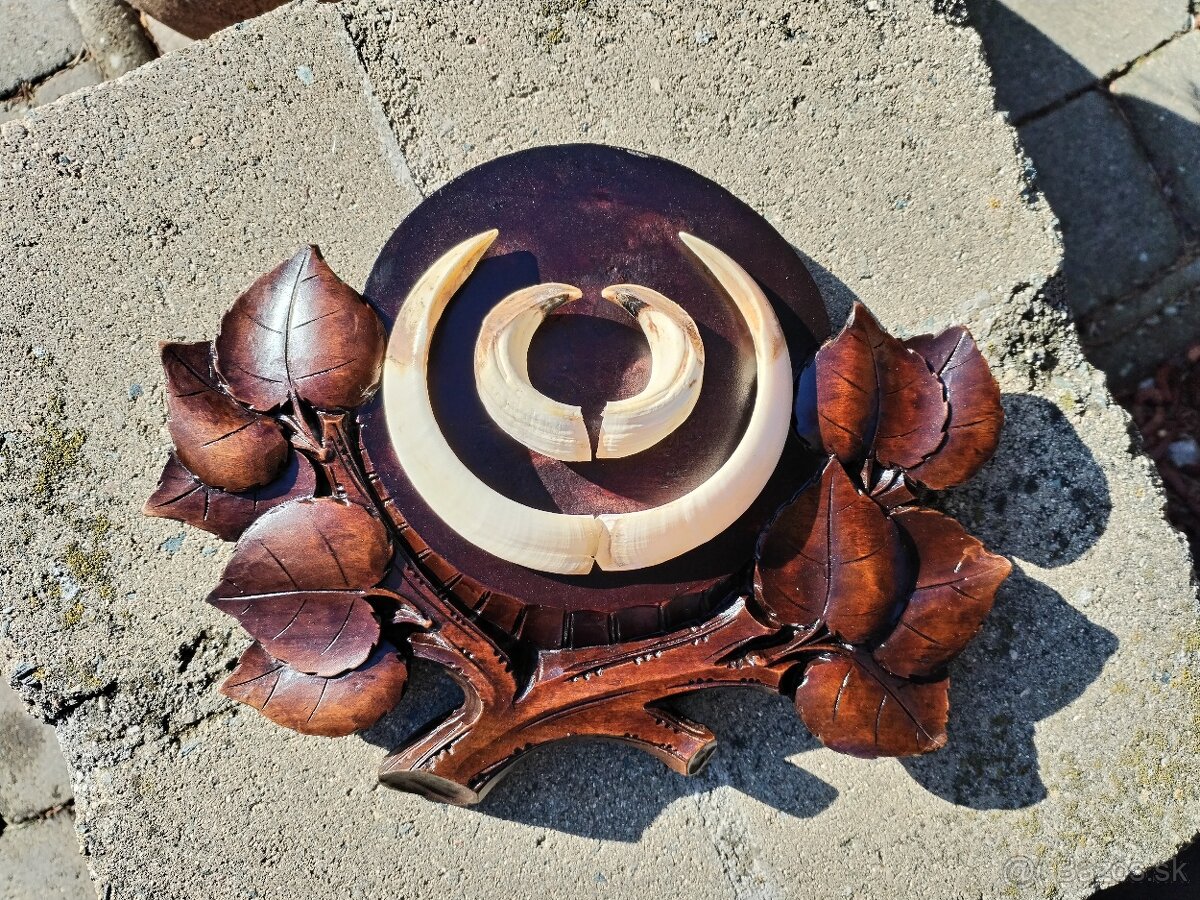 Trofej kly na podložke