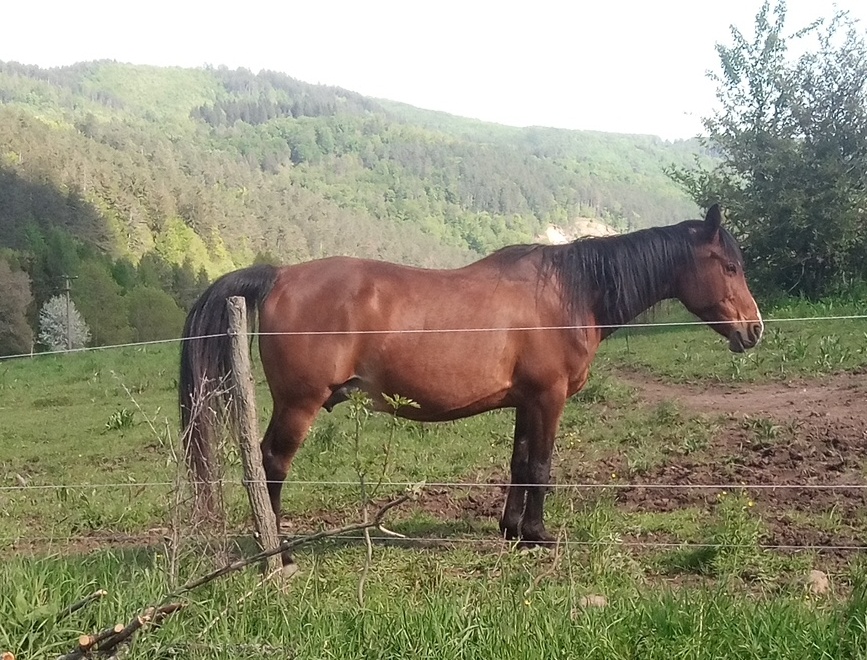 Spoľahlivá kobyla