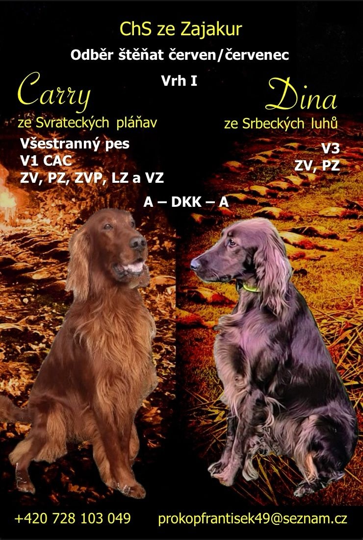 Prodám štěňata irského setra pejsky