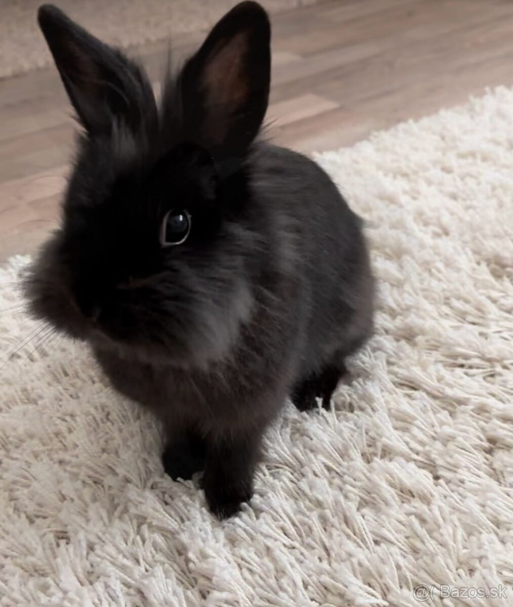 Zoey na adopciu
