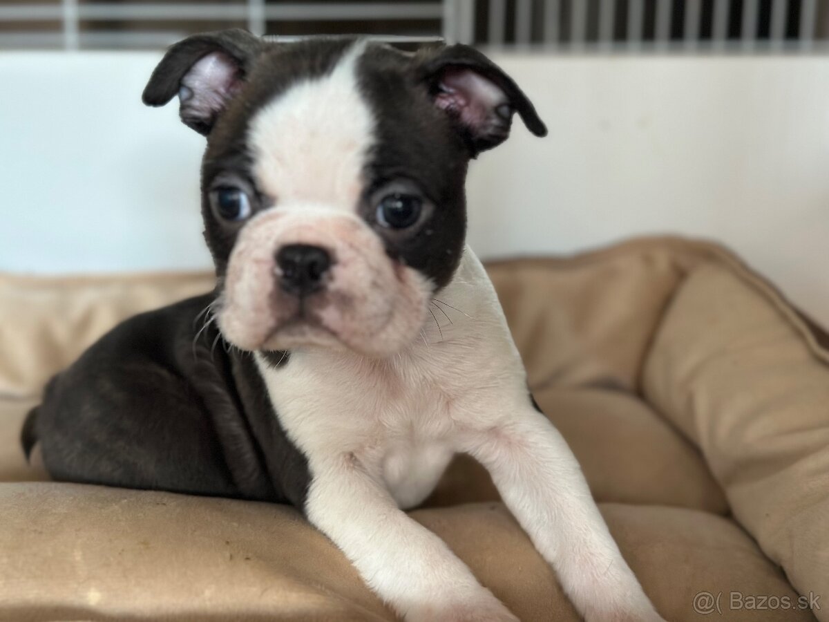 Boston Terrier