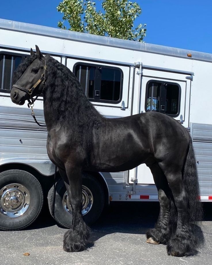 Frizsky kôň 🐎