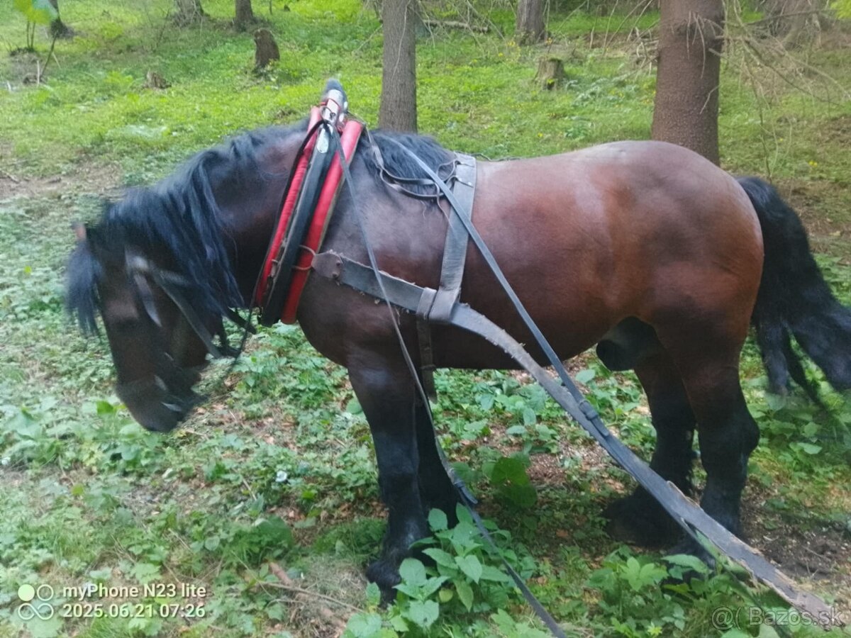 Predám žrebca