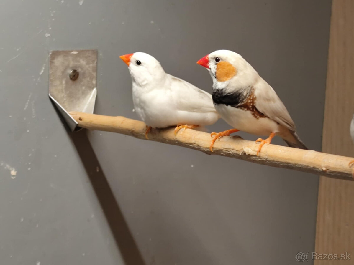 +zebricky+