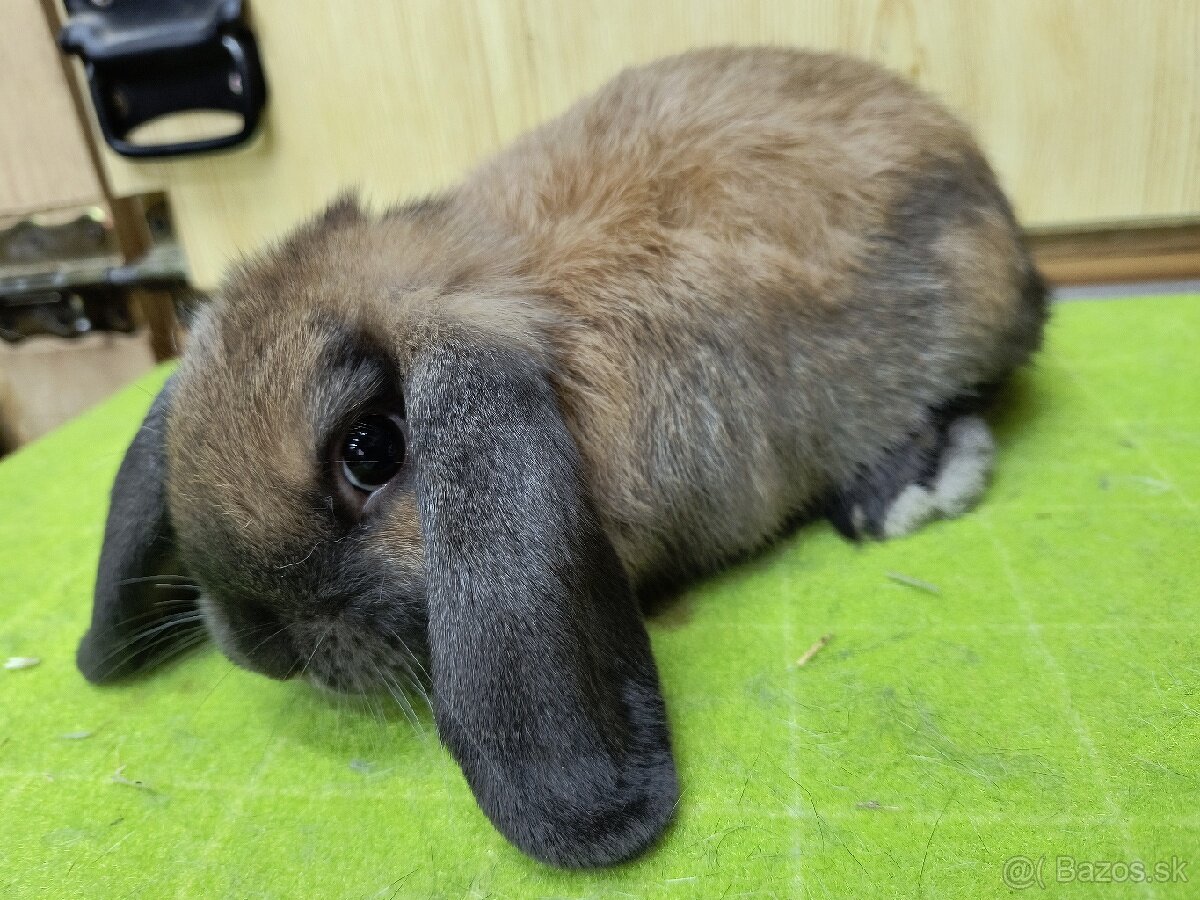 zdrobnené baranovité králiky (Madagaskar) 🐰
