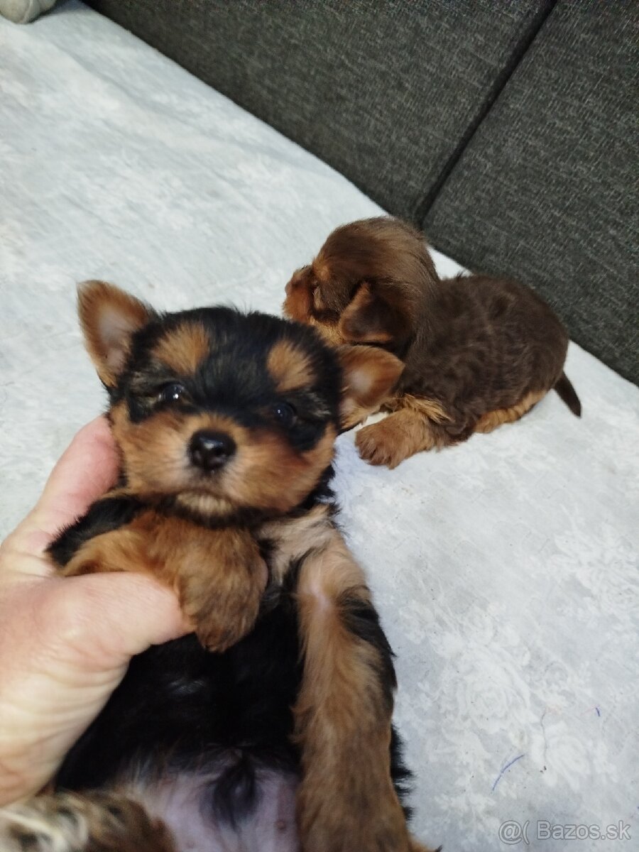 Yorksirsky terrier, Yorkshire teriér, Čoko York