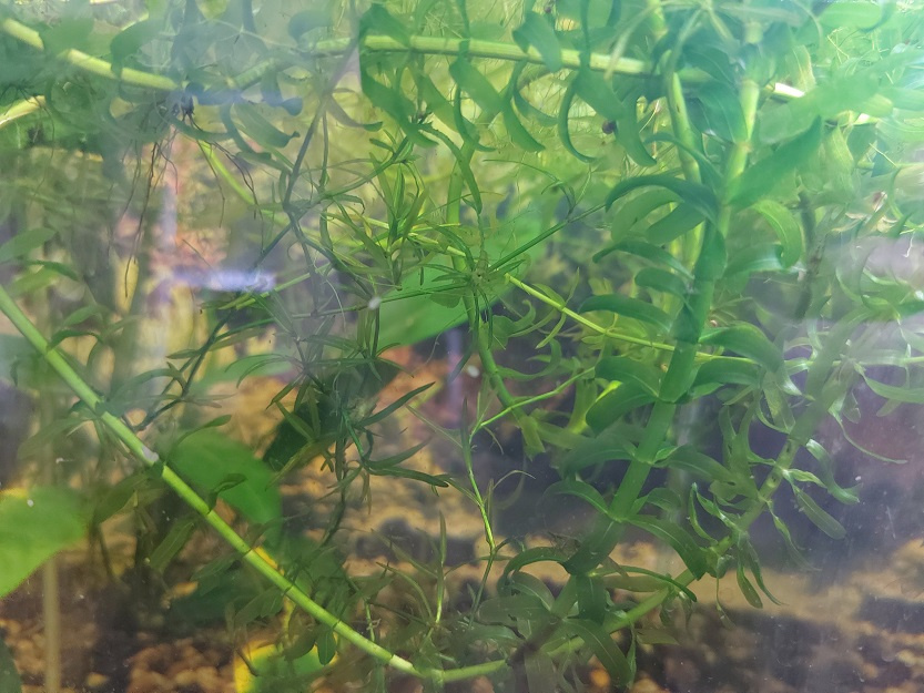 Akvarijná rastlina - Egeria najas