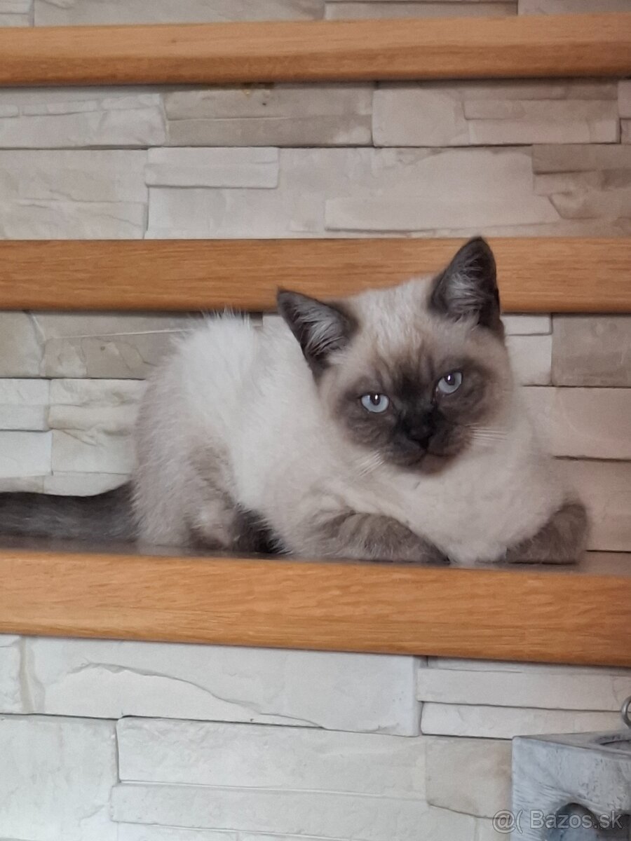 Predám kocúrika colorpoint