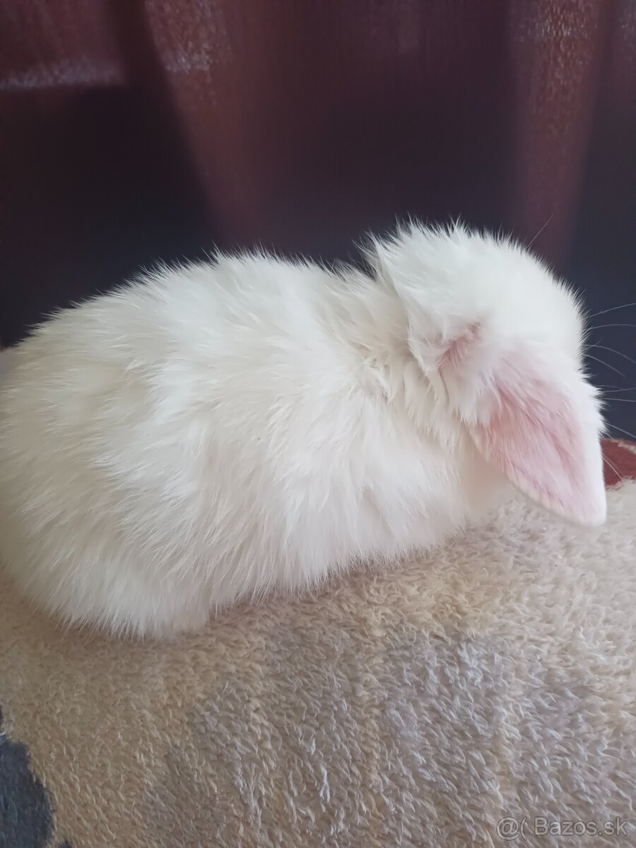 Minilop, zakrsly barancek