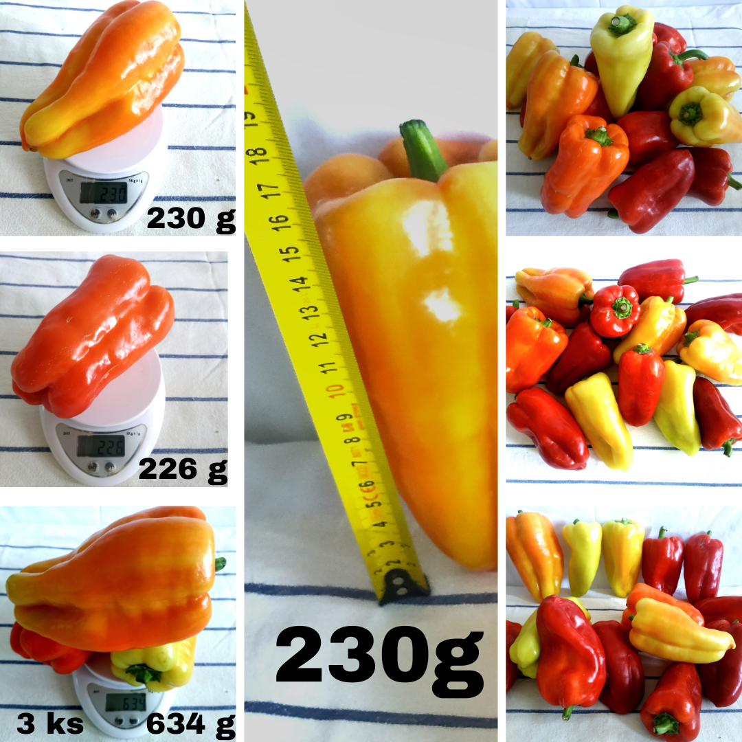 Domáca paprika bez použitia chemických "PREDANE"