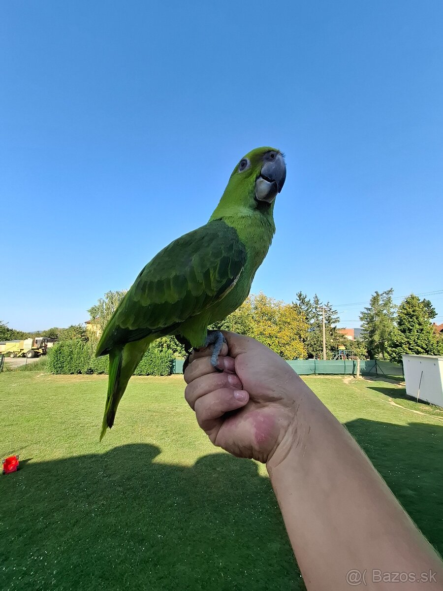 Amazona Auropalliata krotké mláďa