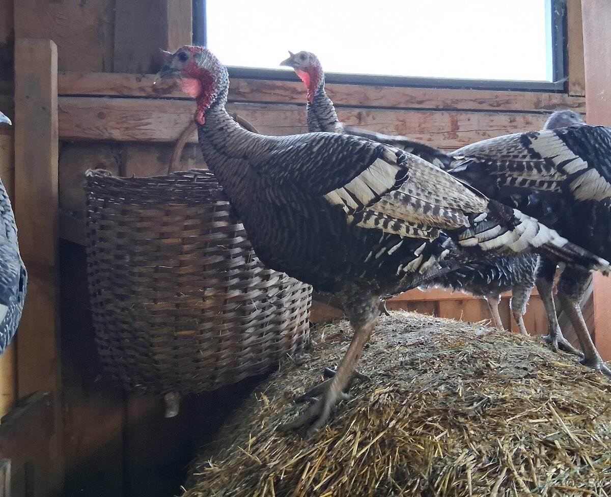 Morky a moriaci narragansett