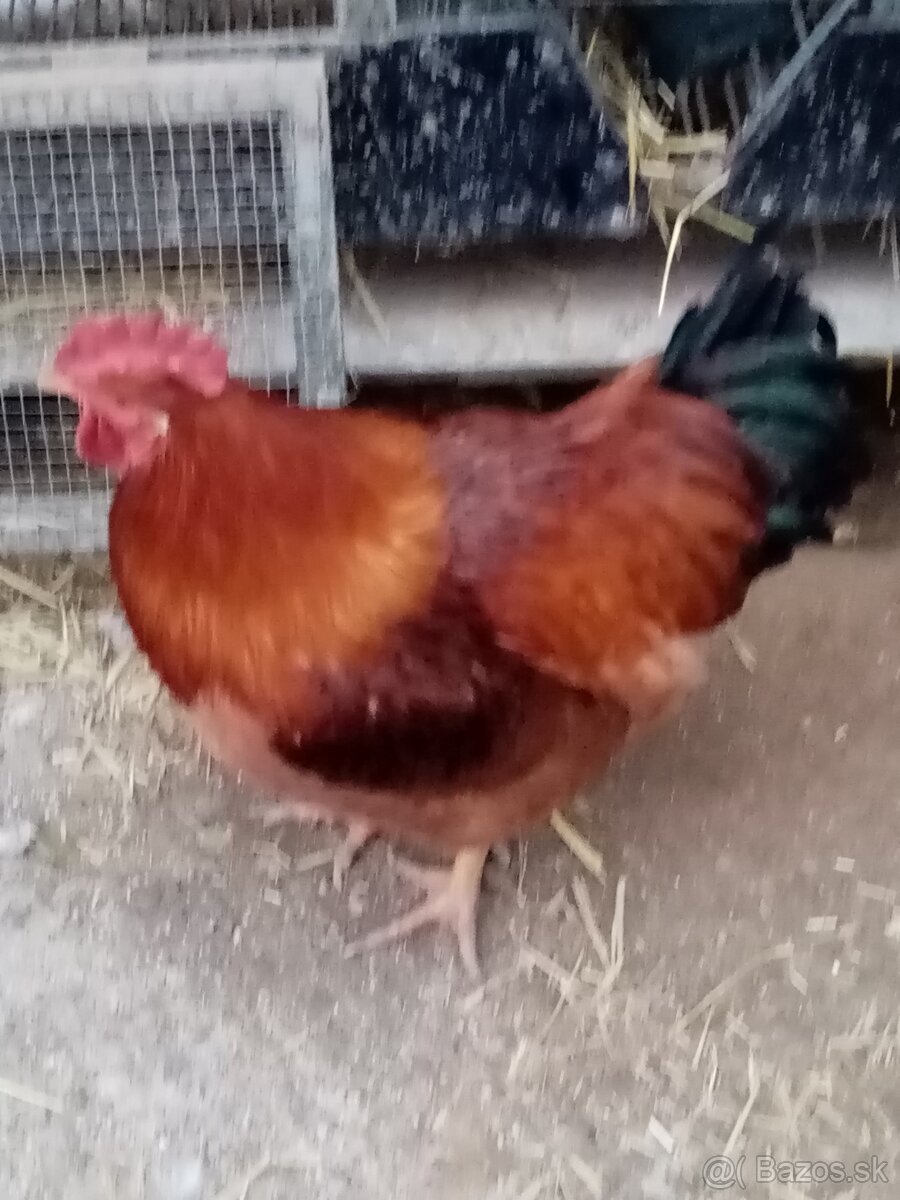 Predám nasadove vajcia kalimero