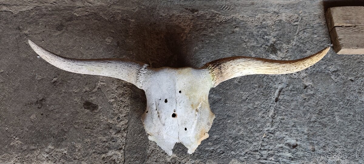 Predám byk parožie