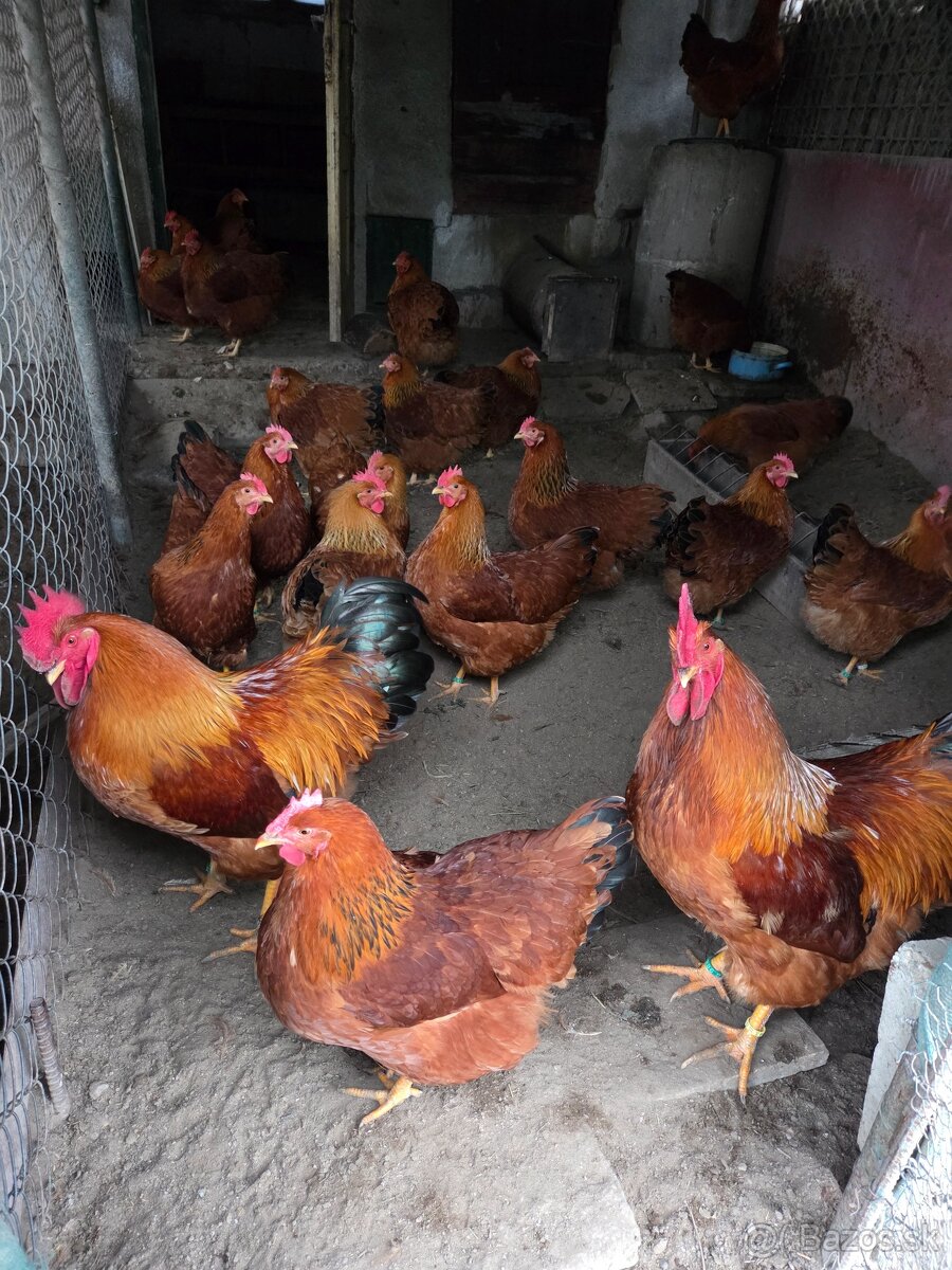 Predam nasadove vajička plemena Hempšir