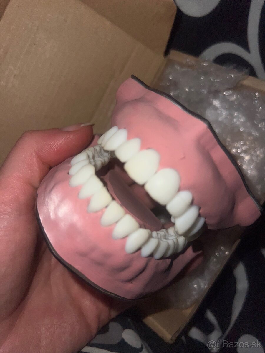 dentálna hygiena, model chrupu
