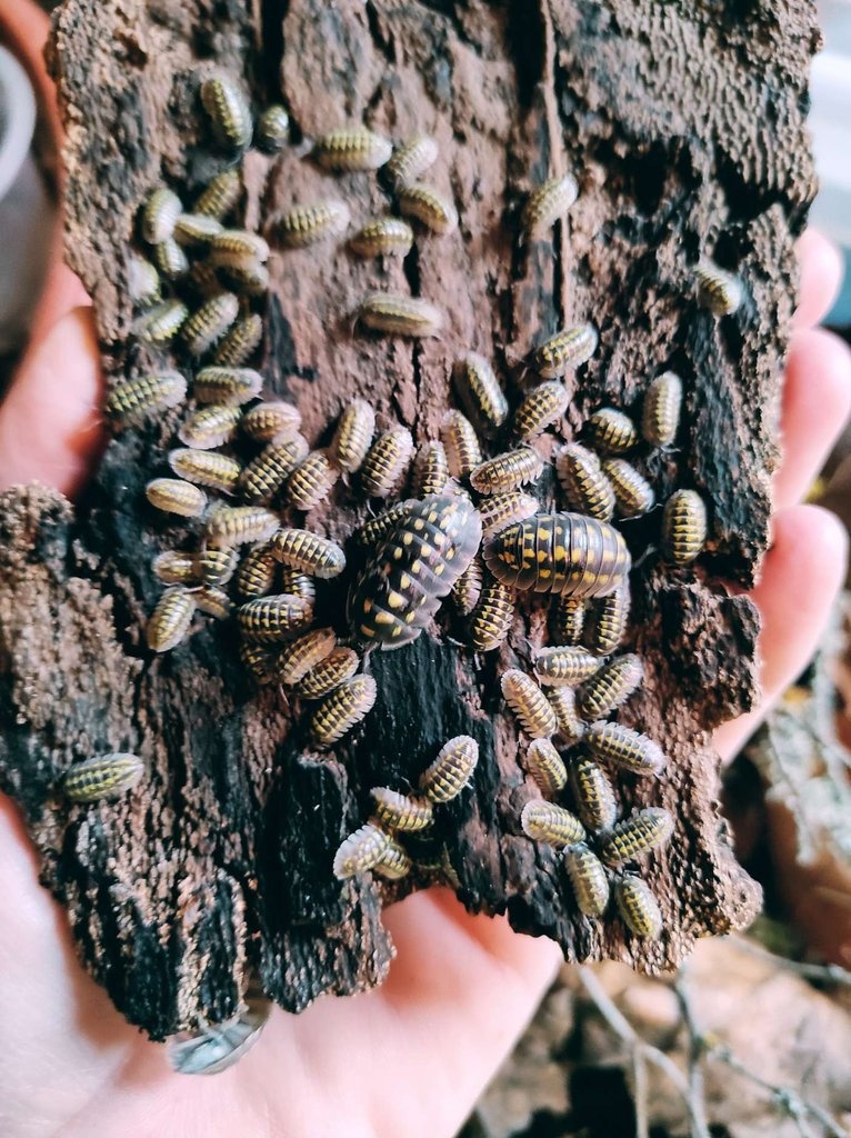 Armadillidium gestroi