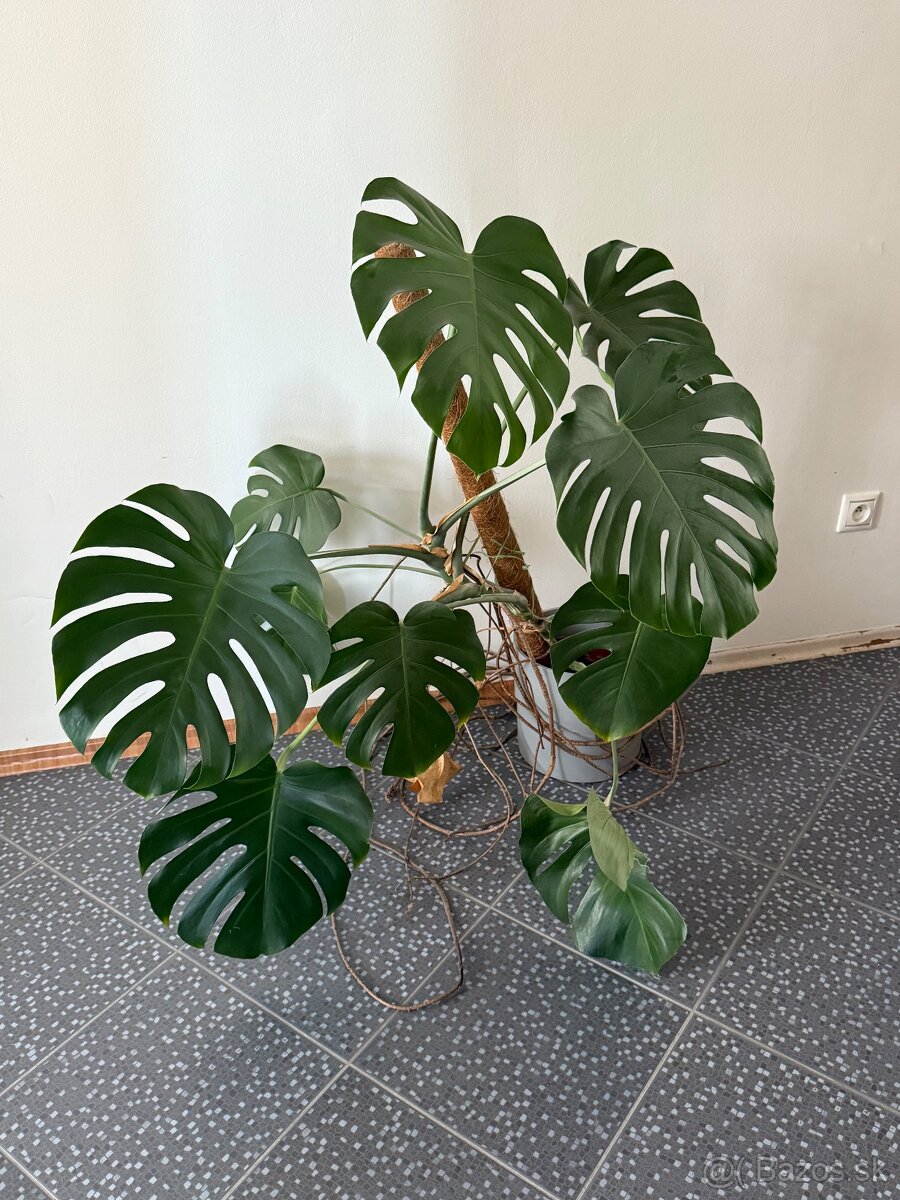 Monstera