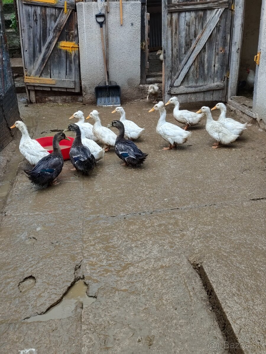 Predám gazdovske kačice