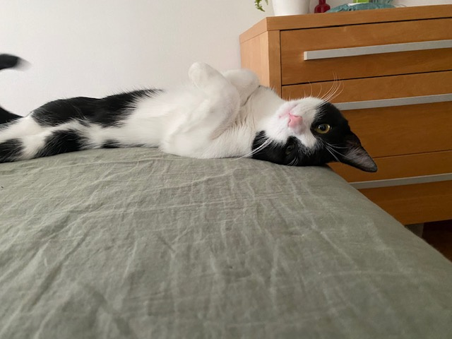 Kocúrik k adopcii